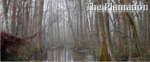 The Plantation Part 3
